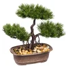 Bonsai „Natur“