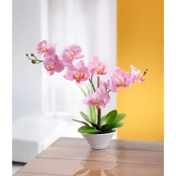 Deko-Traum "Orchidee"