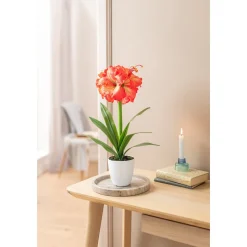 Kunstpflanze "Klivie"