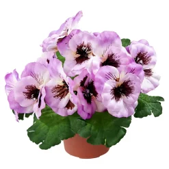 Stiefmütterchen helllila