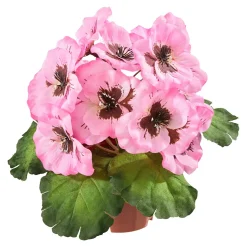 Stiefmütterchen rosa