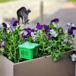 Verdufter, 300 g Katze